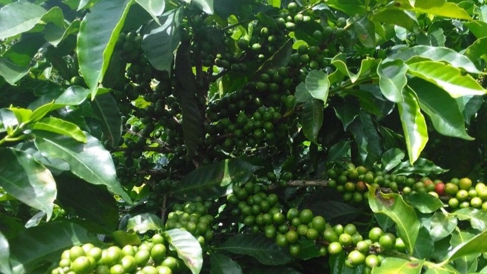 Guatemala Bourbon
